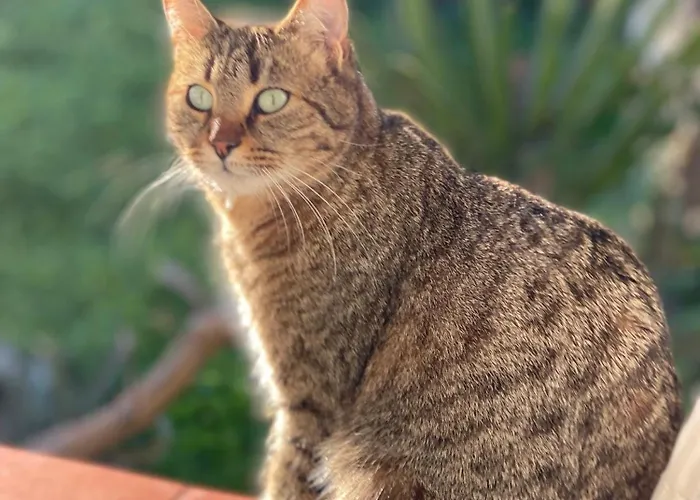 Bed & Breakfast La Musa