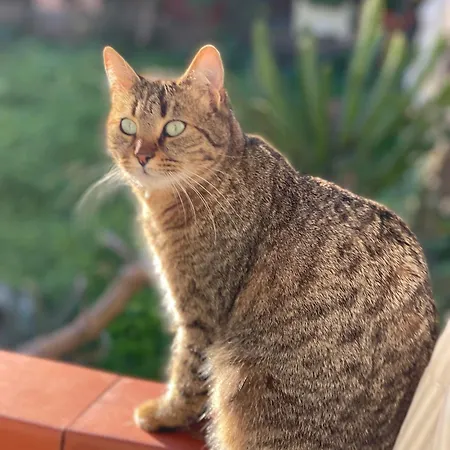 Bed & Breakfast La Musa